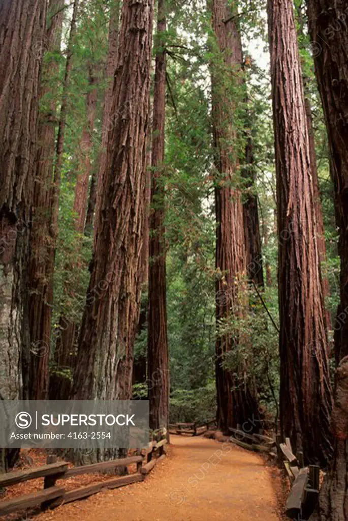 USA, CALIFORNIA, NEAR SAN FRANCISCO, MUIR WOODS NATIONAL MONUMENT, REDWOOD TREES
