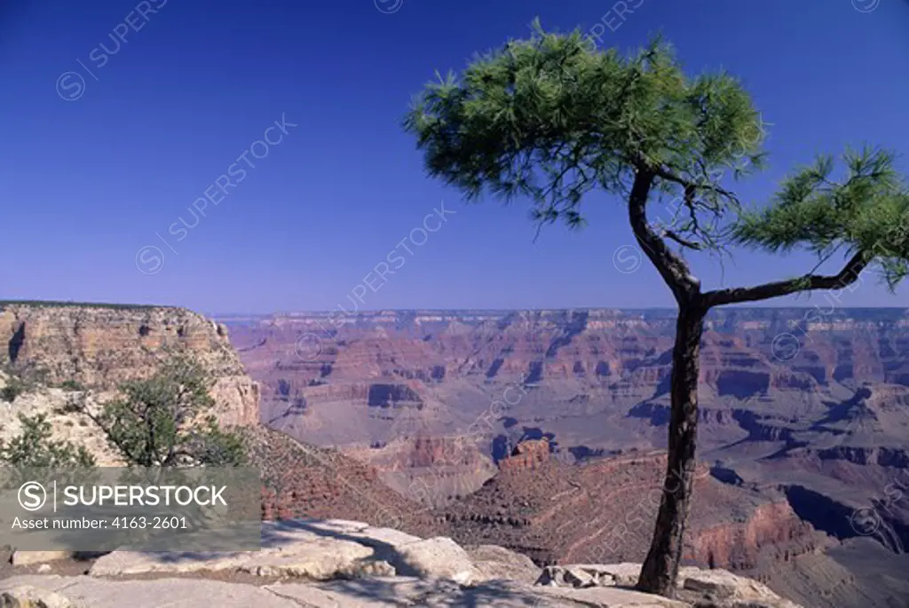 USA, ARIZONA, GRAND CANYON NATIONAL PARK, SOUTH RIM, VIEW OF CANYON, PONDEROSA PINE TREE