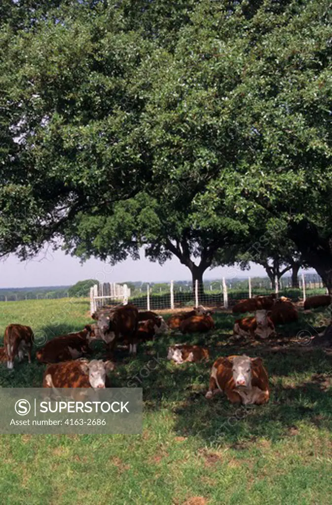 USA, TEXAS, LYNDON B. JOHNSON NATIONAL HISTORIC PARK, HEREFORD CATTLE SEEKING SHADE UNDER TREE