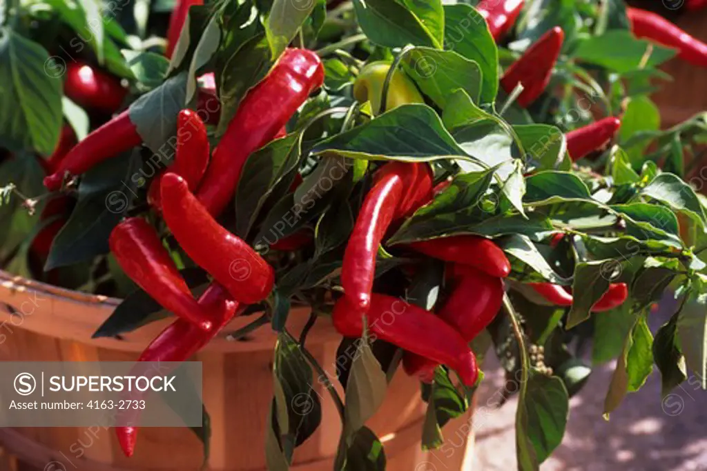 CANADA, ONTARIO, WATERLOO COUNTRY MARKET, CLOSE-UP OF PEPPERS ON BUSH