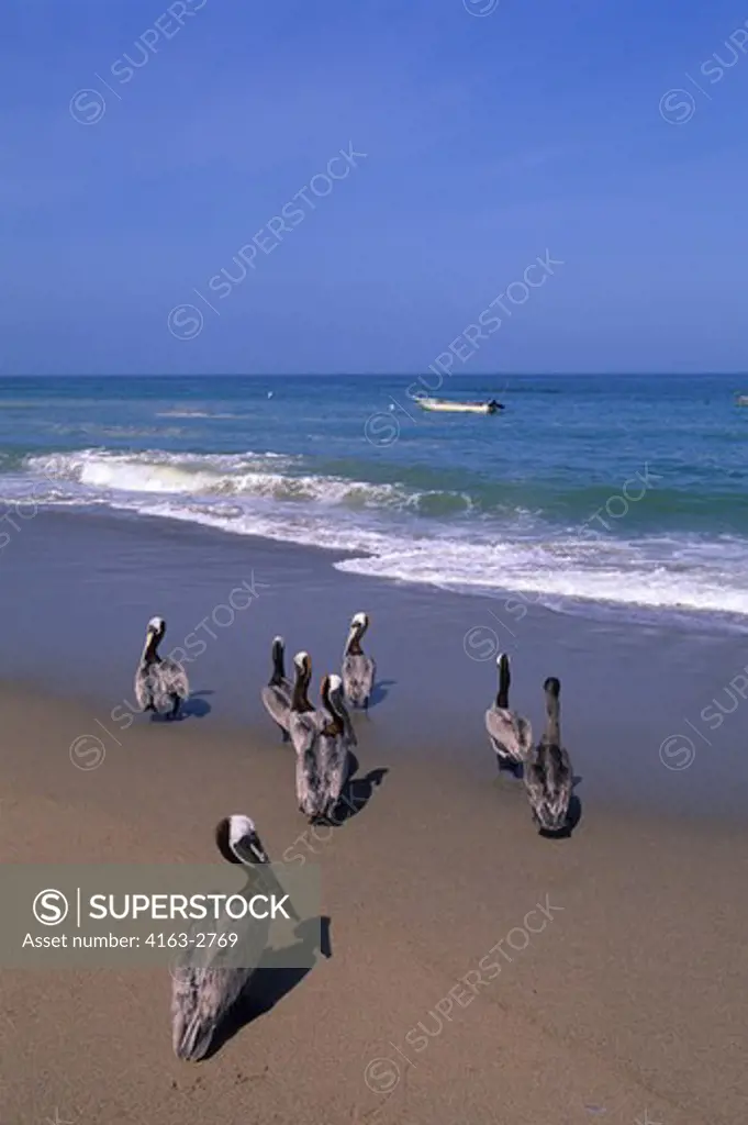 MEXICO, PUERTO VALLARTA, BROWN PELICANS ON BEACH