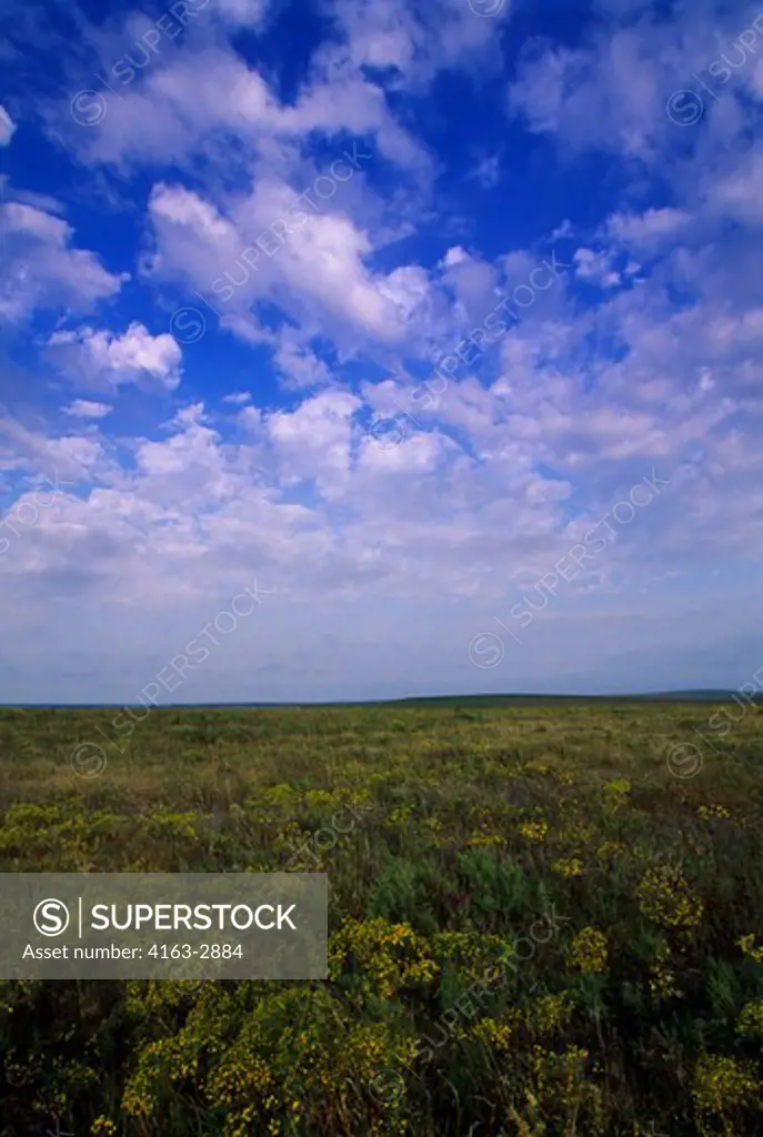 OKLAHOMA, NEAR PAWHUSKA, NATURE CONSERVANCY'S TALLGRASS PRAIRIE PRESERVE, LANDSCAPE WITH BROOMWEED IN FOREGROUND
