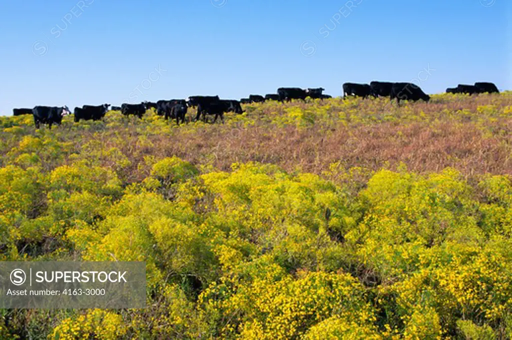 USA, KANSAS, NEAR STRONG CITY, CLOVER CLIFF RANCH, ANGUS/HERFORD CATTLE