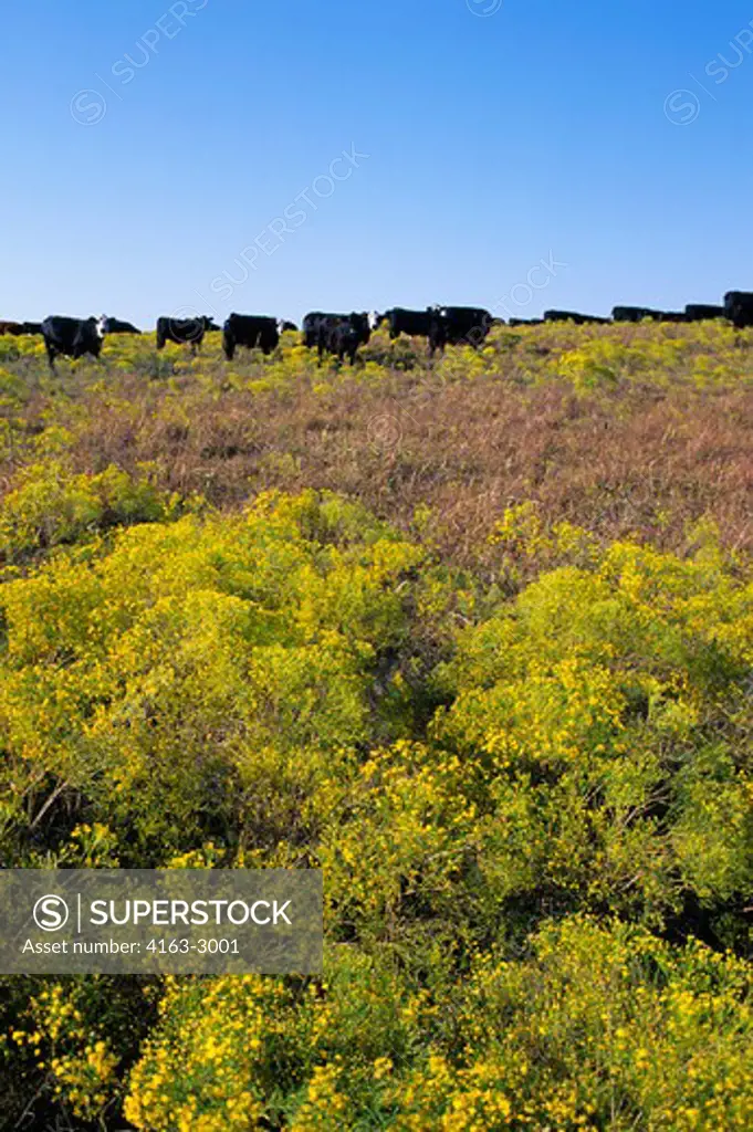 USA, KANSAS, NEAR STRONG CITY, CLOVER CLIFF RANCH, ANGUS/HERFORD CATTLE