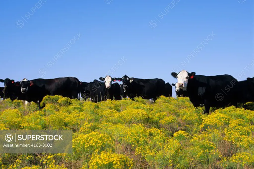 USA, KANSAS, NEAR STRONG CITY, CLOVER CLIFF RANCH, ANGUS/HERFORD CATTLE