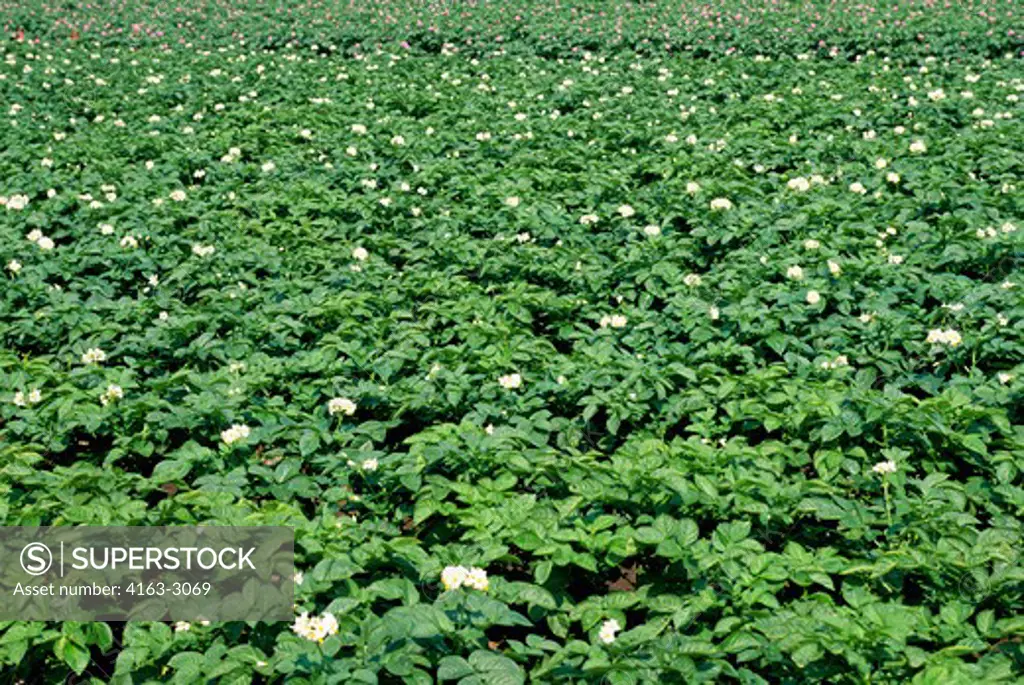 USA, WASHINGTON, SKAGIT VALLEY, POTATO FIELDS