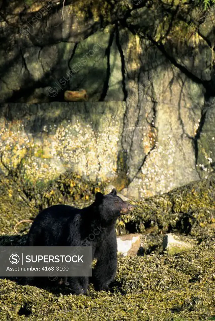 CANADA, BRITISH COLUMBIA, KNIGHT INLET FJORD, BLACK BEAR LOOKING FOR FOOD AT LOW TIDE