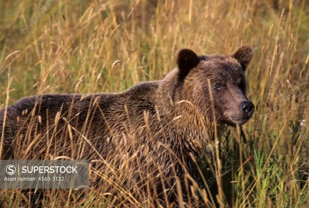 CANADA, BRITISH COLUMBIA, KNIGHT INLET, GRIZZLY BEAR