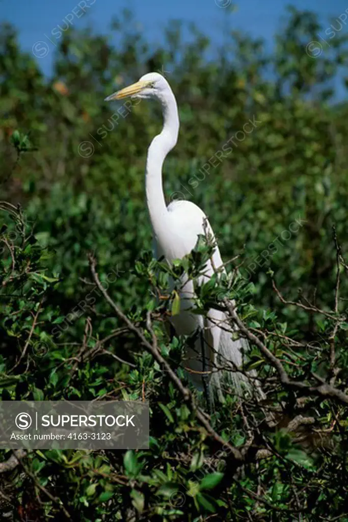 USA, FLORIDA, KEY LARGO, COMMON EGRET PERCHED IN MANGROVE