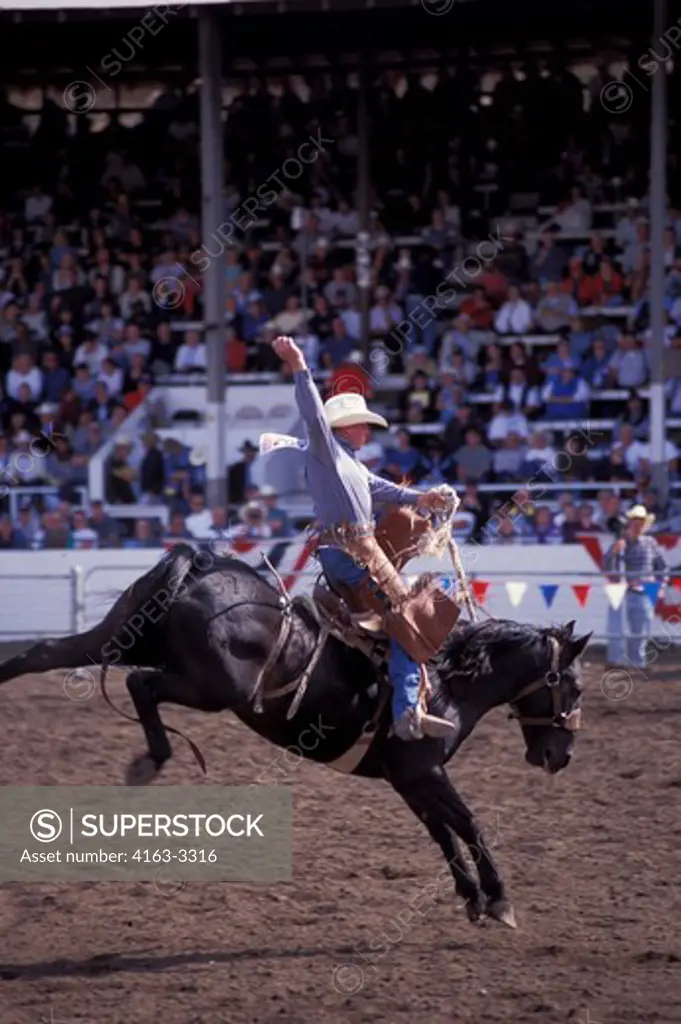 USA, WASHINGTON, ELLENSBURG RODEO, COWBOY RIDING A BUCKING BRONCO, (HORSE)