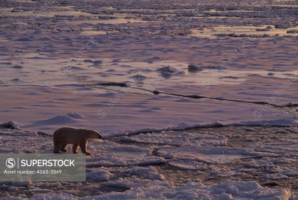 CANADA, MANITOBA, NEAR CHURCHILL, POLAR BEAR WALKING ON SEA ICE