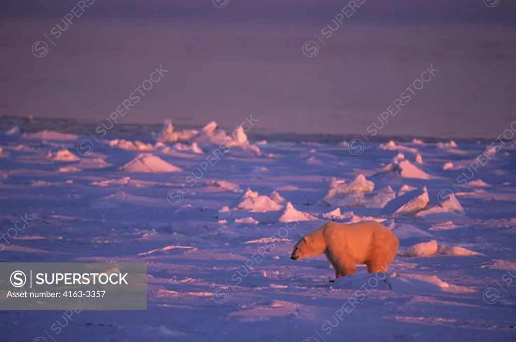 CANADA, MANITOBA, NEAR CHURCHILL, HUDSON BAY, POLAR BEAR ON ICE, AT SUNRISE