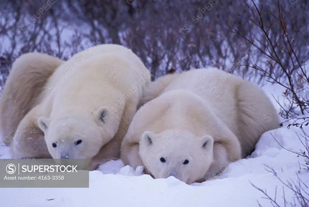 CANADA, MANITOBA, NEAR CHURCHILL, POLAR BEAR MOTHER WITH CUB (ABOUT TWO AND A HALF YEARS OLD)