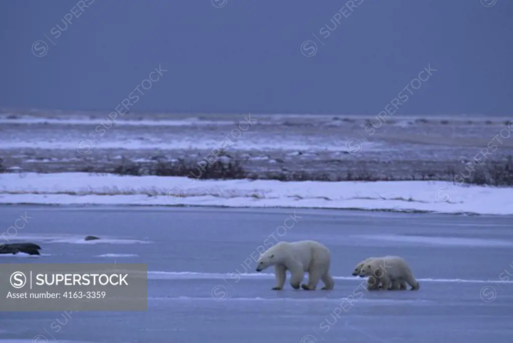 CANADA, MANITOBA, NEAR CHURCHILL, POLAR BEAR MOTHER WITH CUBS (ABOUT ONE YEAR OLD)