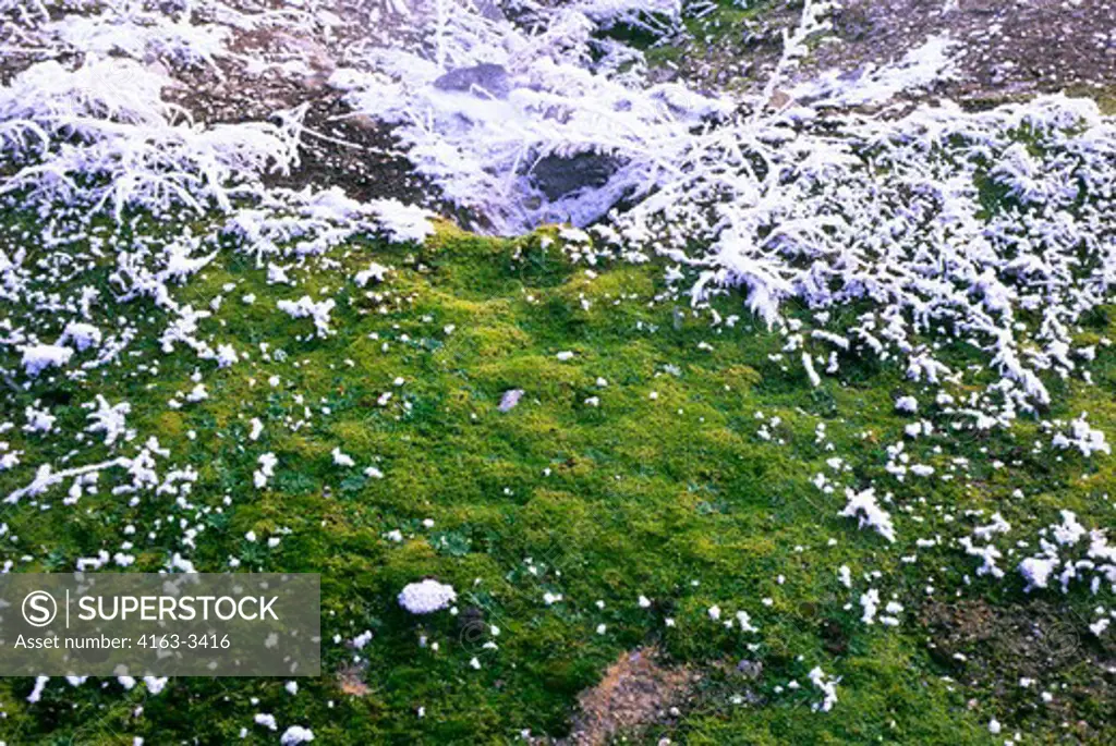 USA, WYOMING, YELLOWSTONE NATIONAL PARK, FOUNTAIN PAINT POT AREA, MOSS AND FROST, WINTER SCENE