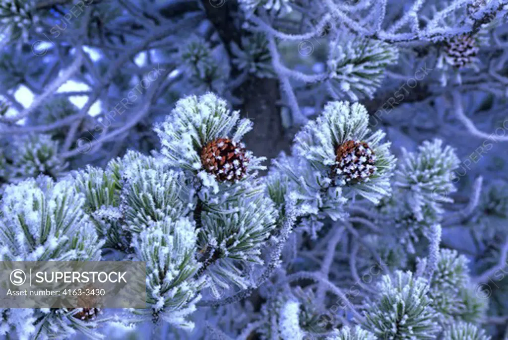 USA, WYOMING, YELLOWSTONE NATIONAL PARK, FROSTED LODGEPOLE PINE TREES, PINE CONES, WINTER SCENE