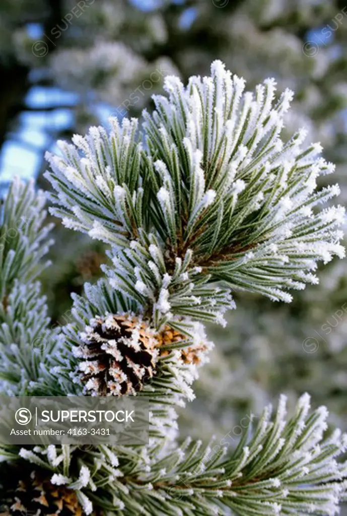 USA, WYOMING, YELLOWSTONE NATIONAL PARK, FROSTED LODGEPOLE PINE TREES, PINE CONES, WINTER SCENE