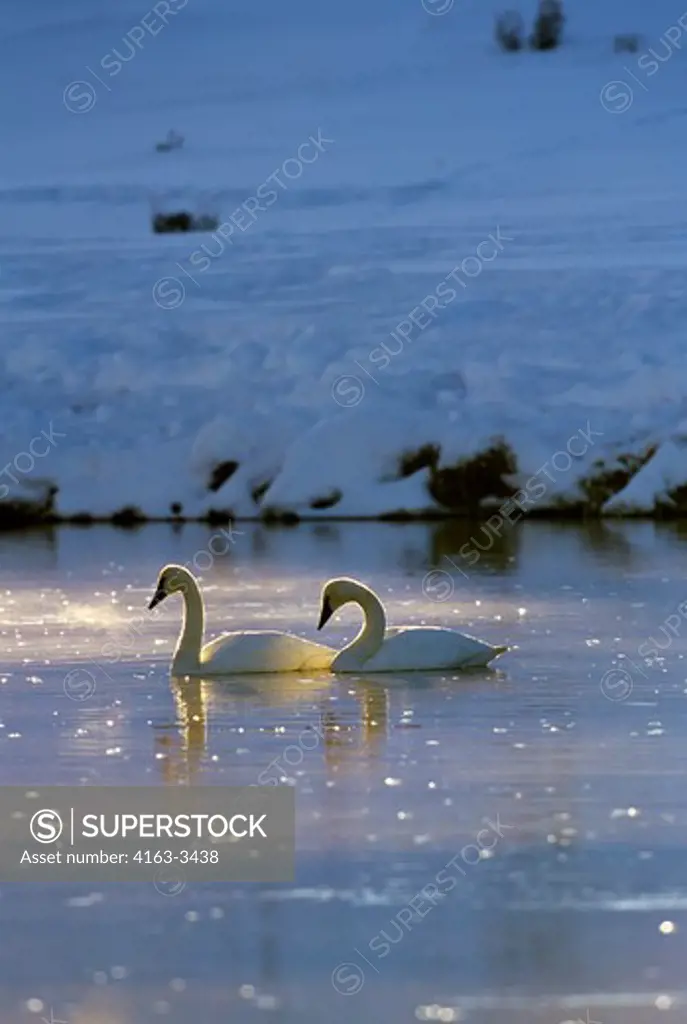 USA, WYOMING, YELLOWSTONE NATIONAL PARK, TRUMPETER SWANS ON MADISON RIVER, WINTER SCENE