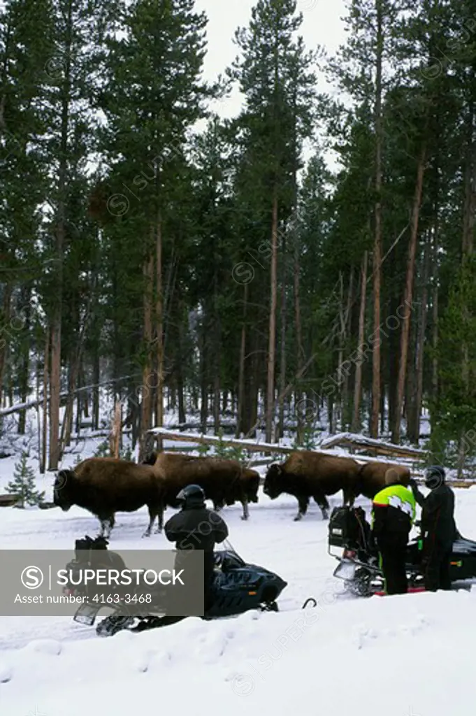 USA, WYOMING, YELLOWSTONE NATIONAL PARK, BISON HERD ON ROAD, TOURISTS, SNOWMOBILES, WINTER