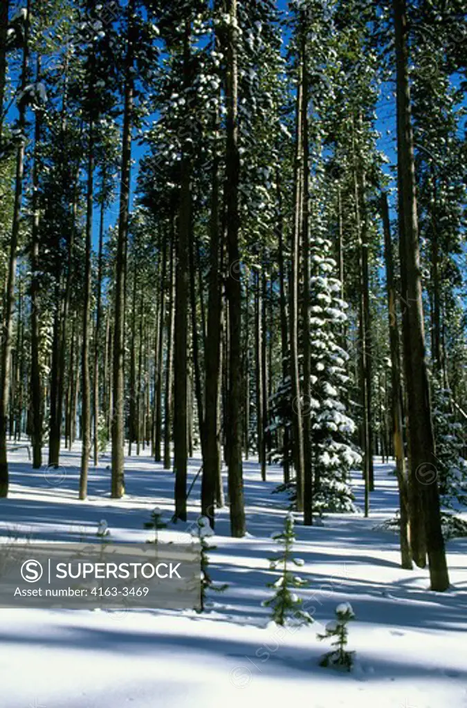 USA, MONTANA, NEAR WEST YELLOWSTONE, GALLATIN-TARGHEE NATIONAL FOREST, LODGEPOLE PINE TREES