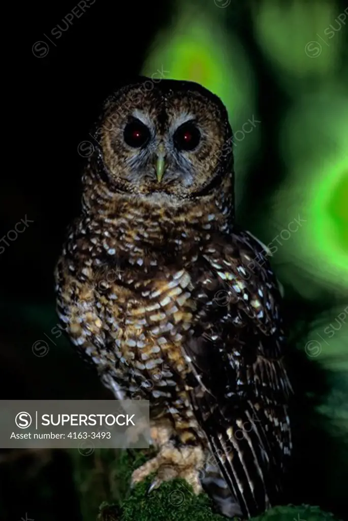 USA, WASHINGTON, OLYMPIC NATIONAL FOREST, OLD GROWTH RAIN FOREST, SPOTTED OWL, ENDANGERED