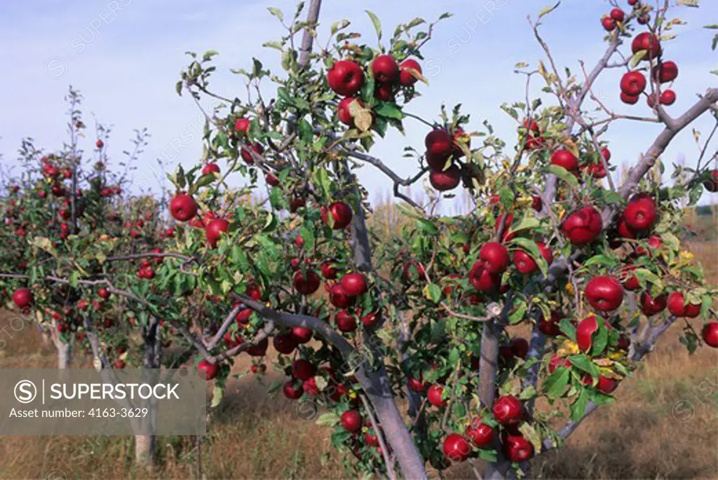 MEXICO, CHIHUAHUA, NEAR GUERRERO, APPLE ORCHARD, RED DELICIOUS APPLES, AGRICULTURAL AREA