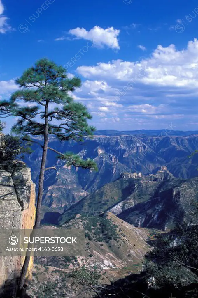 MEXICO, CHIHUAHUA, COPPER CANYON NATIONAL PARK, VIEW OF CANYON, PONDEROSA PINE TREE, CLOUDS