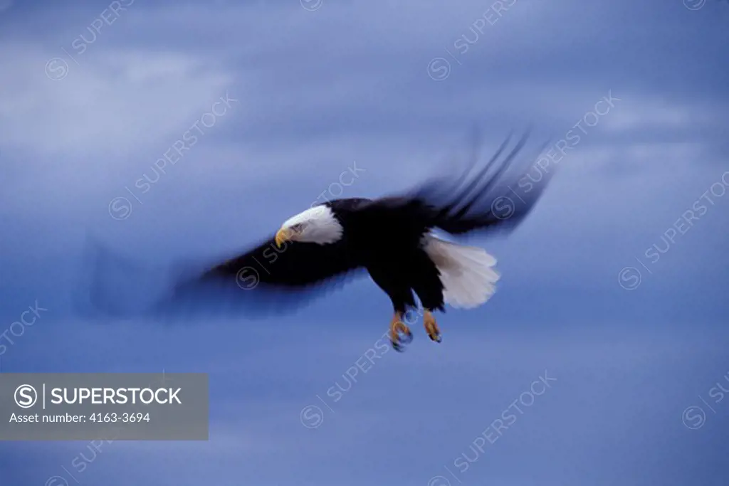 USA, ALASKA, HOMER SPIT, BALD EAGLE FLYING (SLOW MOTION)