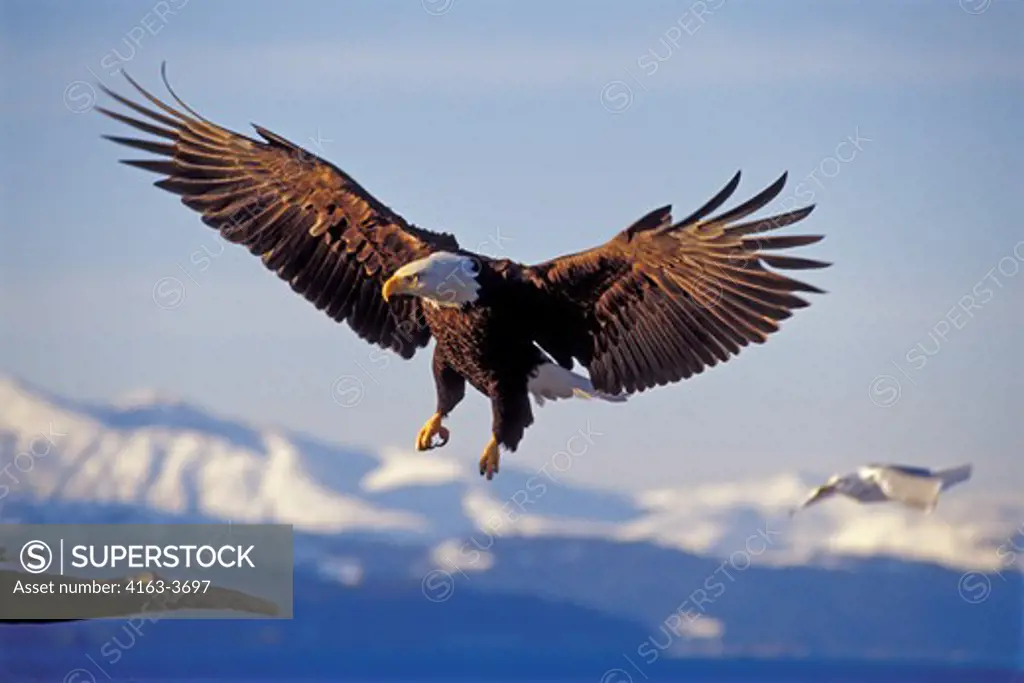USA, ALASKA, HOMER SPIT, BALD EAGLE FLYING, APPROACHING LANDING