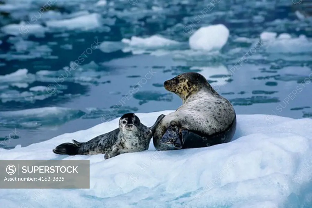 USA, ALASKA, NEAR JUNEAU, TRACY ARM, HARBOR SEALS, MOTHER WITH PUP ON ICE FLOE