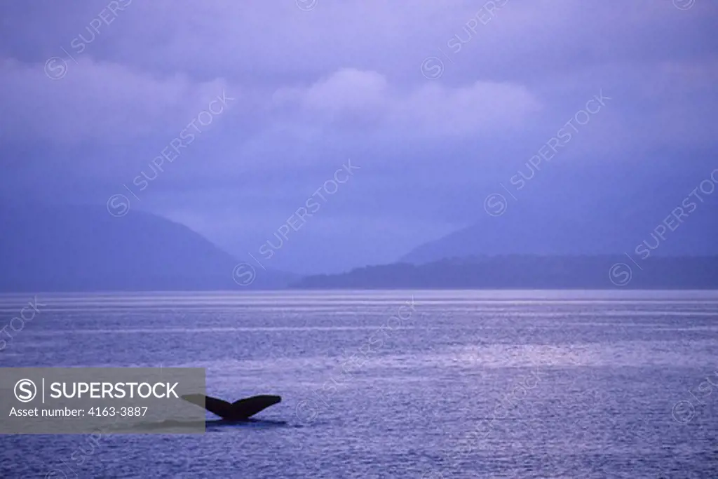 USA, ALASKA, TONGASS NATIONAL FOREST, ICY STRAIT, HUMPBACK WHALE