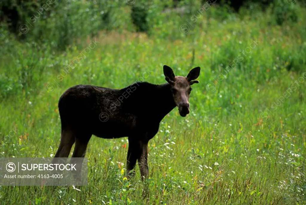 CANADA, ALBERTA, ROCKY MOUNTAINS, HIGHWAY 3, YOUNG BULL MOOSE