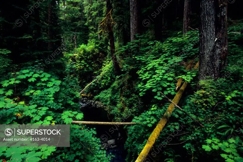 USA, WASHINGTON, OLYMPIC NATIONAL PARK, SOL DUC FALLS AREA, OLD GROWTH FOREST