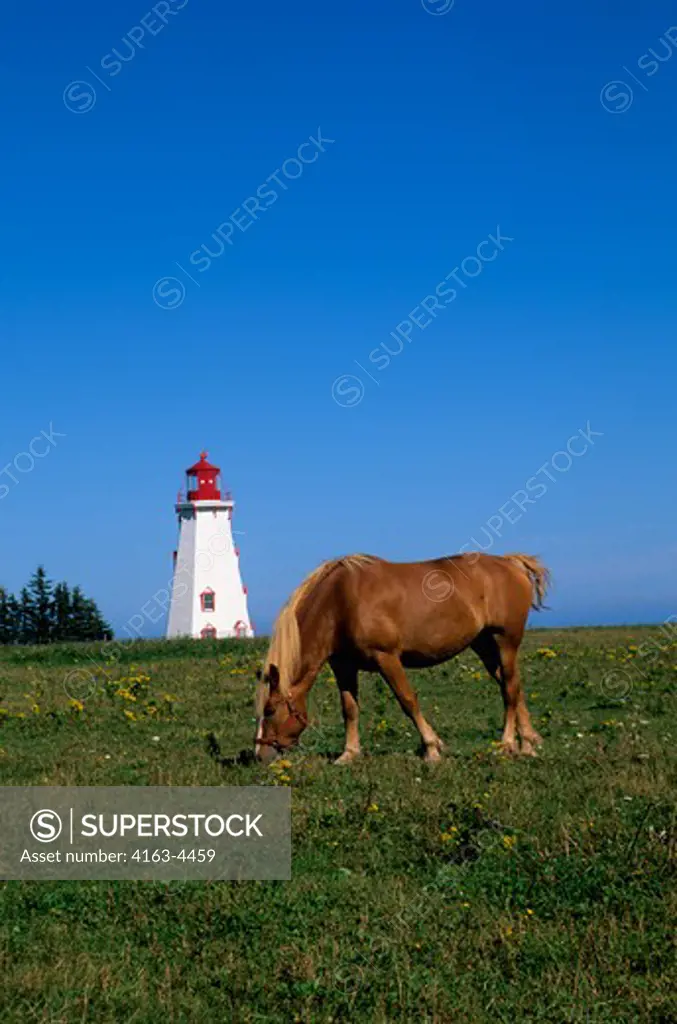 CANADA, PRINCE EDWARD ISLAND, PANMURE ISLAND PROVINCIAL PARK, LIGHTHOUSE, HORSE