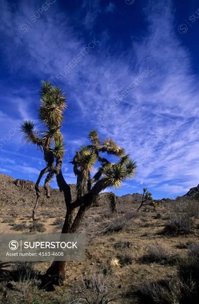 USA, CALIFORNIA, JOSHUA TREE NATIONAL PARK, JOSHUA TREE (Yucca brevifolia)