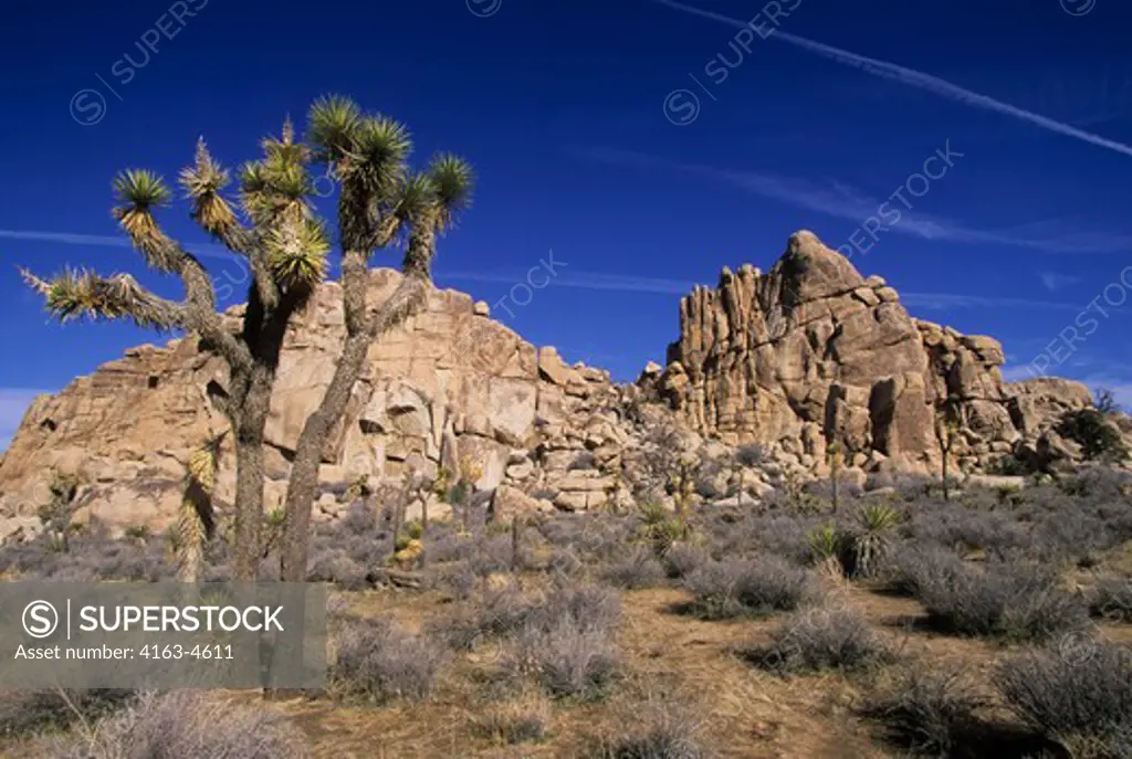 USA, CALIFORNIA, JOSHUA TREE NATIONAL PARK, JOSHUA TREES (Yucca brevifolia)