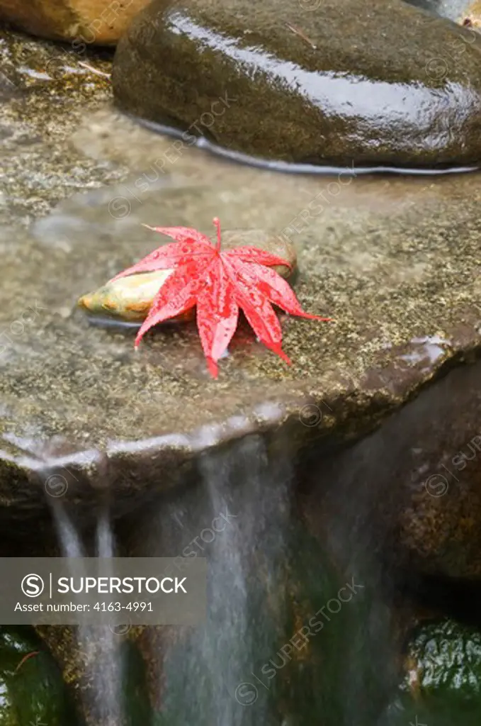 USA, WASHINGTON STATE, RED MAPLE LEAVE ON GRANITE ROCK IN GARDEN POND, FALL
