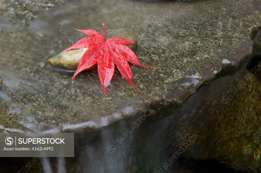 USA, WASHINGTON STATE, RED MAPLE LEAVE ON GRANITE ROCK IN GARDEN POND, FALL