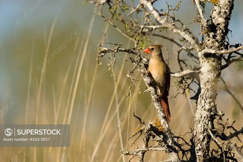USA, TEXAS, HILL COUNTRY NEAR HUNT, NORTHERN CARDINAL, FEMALE IN TREE