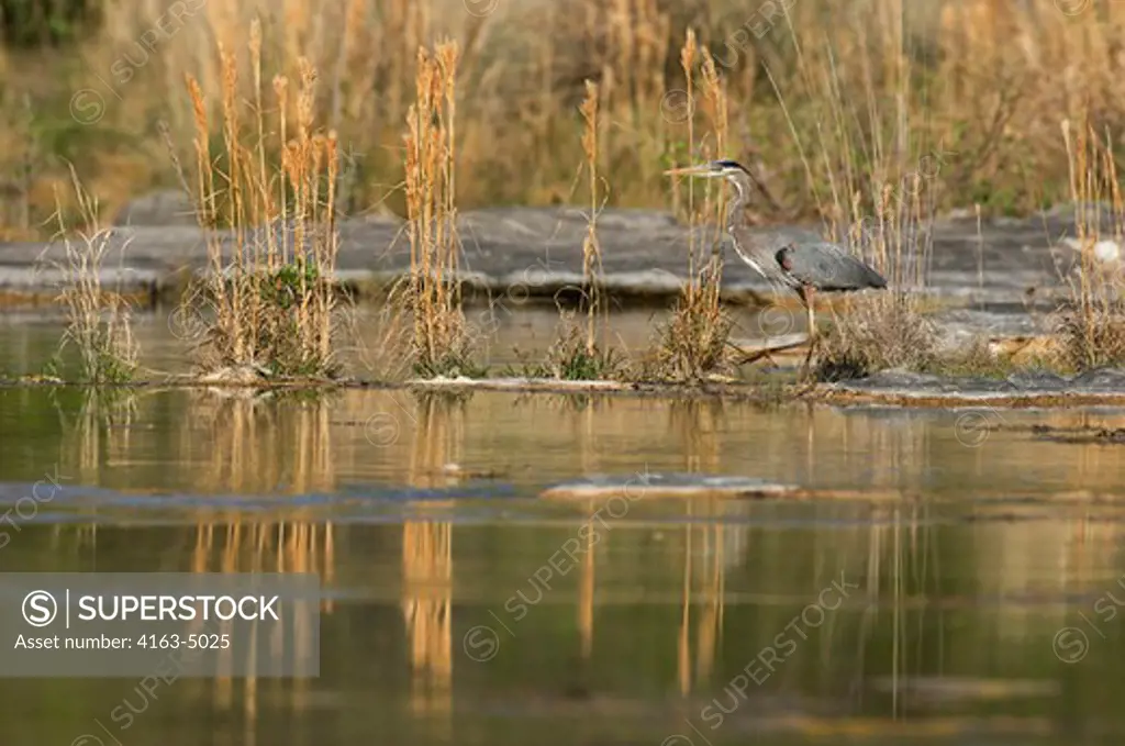USA, TEXAS, HILL COUNTRY NEAR HUNT, GREAT BLUE HERON AT RIVER