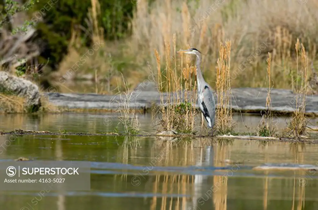 USA, TEXAS, HILL COUNTRY NEAR HUNT, GREAT BLUE HERON AT RIVER