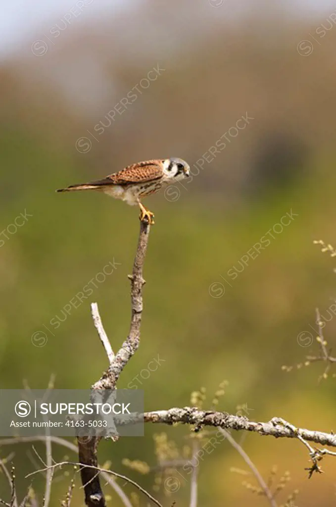USA, TEXAS, HILL COUNTRY NEAR HUNT, AMERICAN KESTREL PERCHED IN TREE