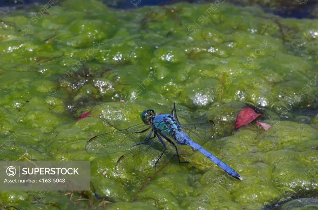 USA, TEXAS, HILL COUNTRY NEAR HUNT, DRAGONFLY, EASTERN PONDHAWK (Erythemis simplicicollis) SITTING ON ALGAE