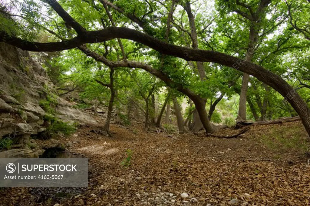 USA, TEXAS, HILL COUNTRY NEAR HUNT, STOWERS RANCH, GROVE OF TREES WITH OAK AND PECAN TREES