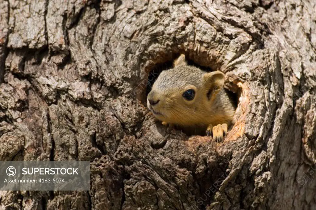 USA, TEXAS, HILL COUNTRY NEAR HUNT, EASTERN FOX SQUIRREL PEEKING OUT OF TREE HOLE (NEST)