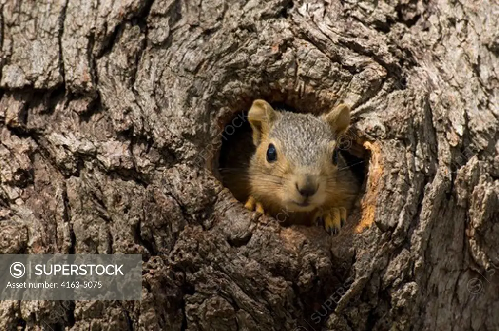 USA, TEXAS, HILL COUNTRY NEAR HUNT, EASTERN FOX SQUIRREL PEEKING OUT OF TREE HOLE (NEST)