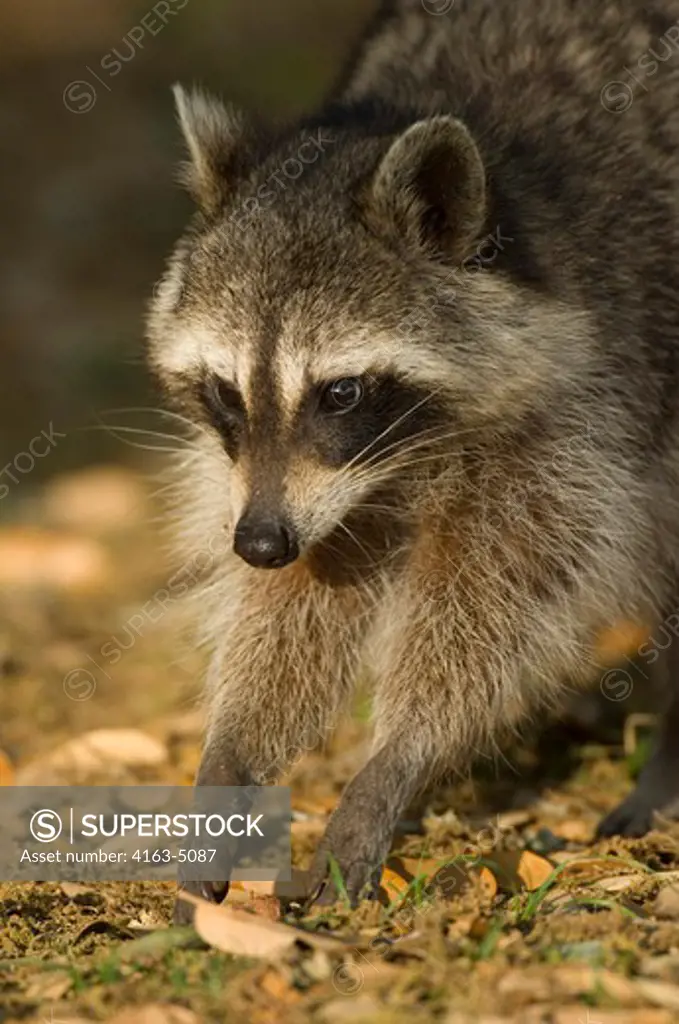 USA, TEXAS, HILL COUNTRY NEAR HUNT, RACOON CLOSE-UP, EVENING