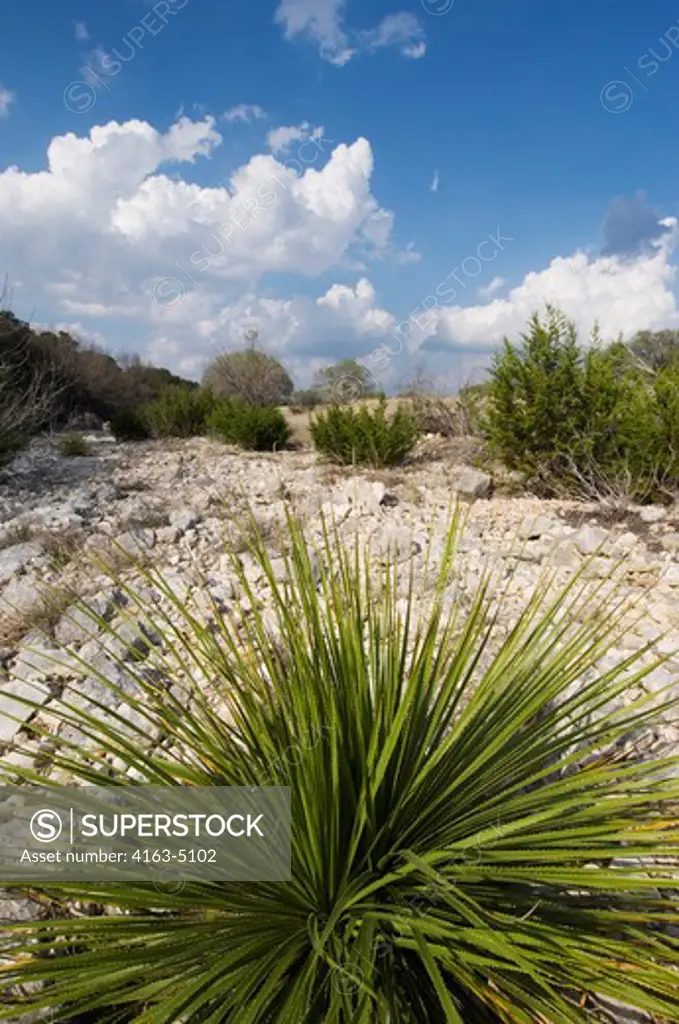 USA, TEXAS, HILL COUNTRY NEAR HUNT, SOTOL PLANT, Dasylirion sp, GROWING IN DRIED UP RIVER