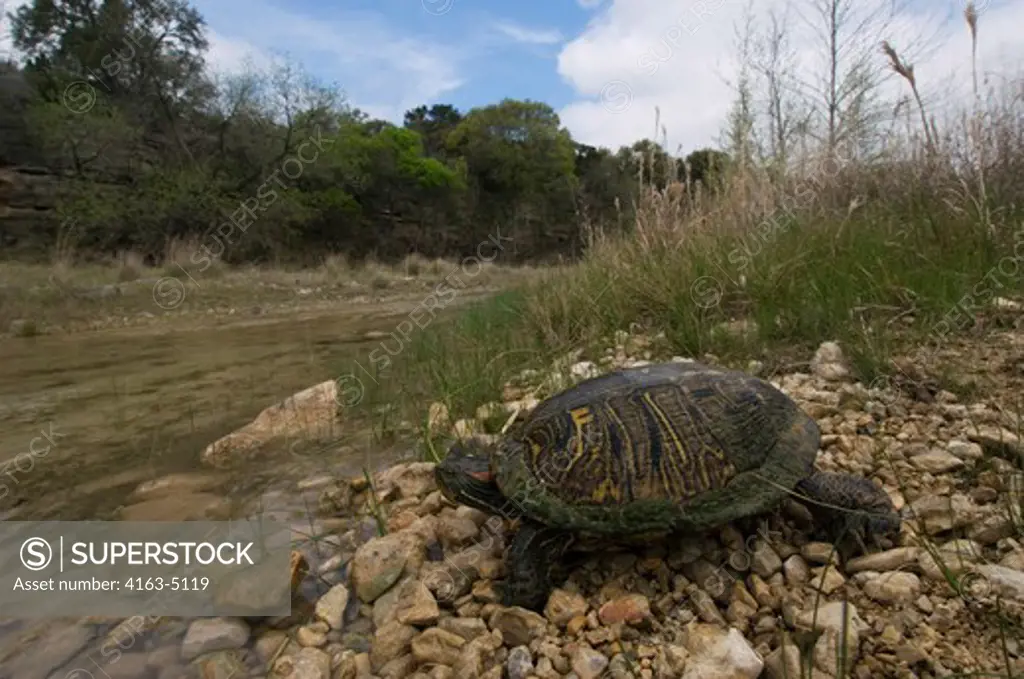 USA, TEXAS, HILL COUNTRY NEAR HUNT, RED-EARED TURTLE
