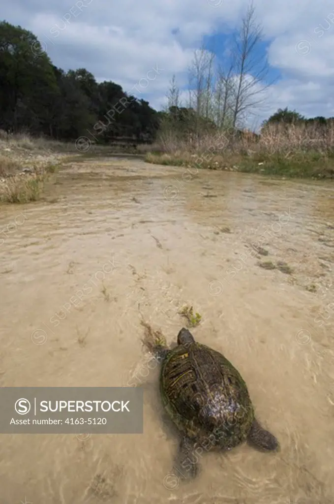 USA, TEXAS, HILL COUNTRY NEAR HUNT, RED-EARED TURTLE IN RIVER